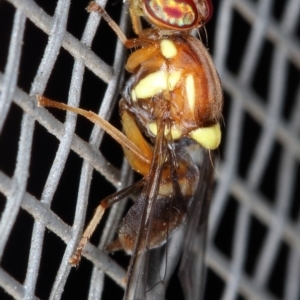 Bactrocera (Bactrocera) tryoni at Kambah, ACT - 27 Mar 2020 11:35 AM