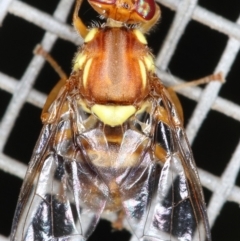 Bactrocera (Bactrocera) tryoni at Kambah, ACT - 27 Mar 2020