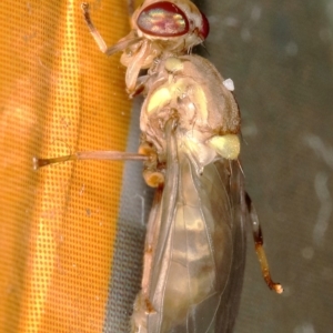 Bactrocera (Bactrocera) tryoni at Kambah, ACT - 27 Mar 2020 11:35 AM