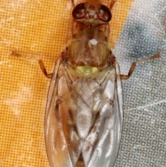 Bactrocera (Bactrocera) tryoni at Kambah, ACT - 27 Mar 2020 11:35 AM