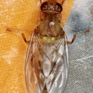 Bactrocera (Bactrocera) tryoni at Kambah, ACT - 27 Mar 2020 11:35 AM