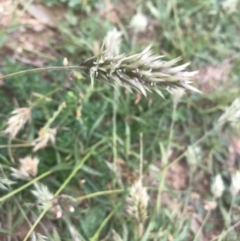 Enneapogon nigricans (Nine-awn Grass, Bottlewashers) at Sutton, NSW - 27 Mar 2020 by walter