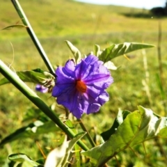 Solanum cinereum (Narrawa Burr) at Cooleman Ridge - 25 Mar 2020 by HelenCross