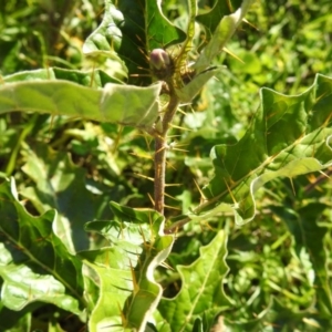 Solanum cinereum at Tuggeranong DC, ACT - 26 Mar 2020
