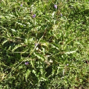 Solanum cinereum at Tuggeranong DC, ACT - 26 Mar 2020 10:11 AM