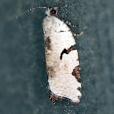 Meritastis pyrosemana (A Tortricid moth) at O'Connor, ACT - 26 Mar 2020 by ibaird