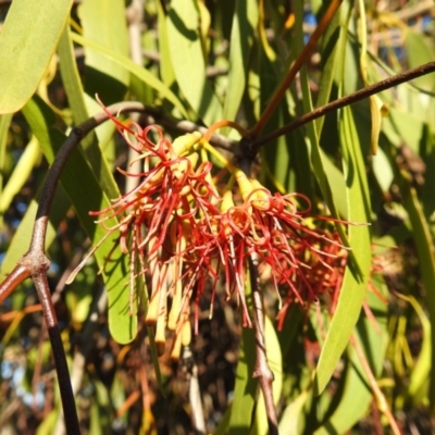 Amyema miquelii (Box Mistletoe) at Cooleman Ridge - 25 Mar 2020 by HelenCross