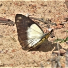 Belenois java (Caper White) at Bullen Range - 27 Mar 2020 by JohnBundock