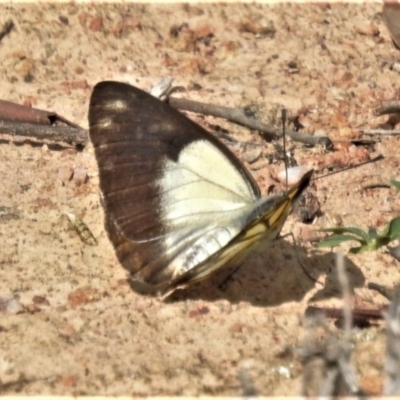 Belenois java (Caper White) at Tuggeranong DC, ACT - 27 Mar 2020 by JohnBundock