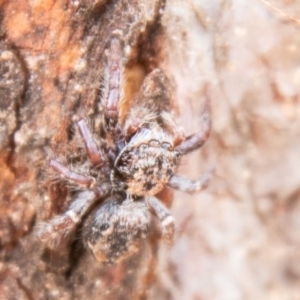 Salticidae (family) at Stromlo, ACT - 26 Mar 2020