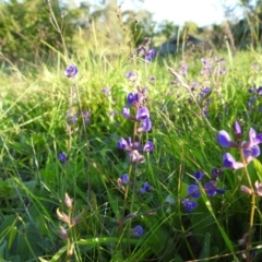 Glycine sp. at Tuggeranong DC, ACT - 26 Mar 2020 by HelenCross