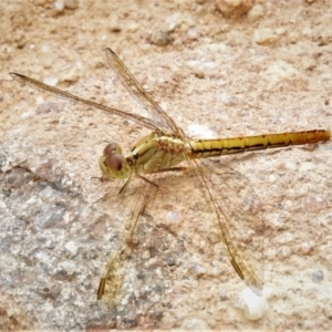 Diplacodes haematodes at Tuggeranong DC, ACT - 27 Mar 2020