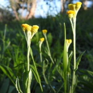 Chrysocephalum apiculatum at Tuggeranong DC, ACT - 26 Mar 2020