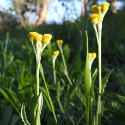 Chrysocephalum apiculatum (Common Everlasting) at Tuggeranong DC, ACT - 25 Mar 2020 by HelenCross