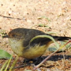 Acanthiza reguloides (Buff-rumped Thornbill) at Tuggeranong DC, ACT - 26 Mar 2020 by HelenCross