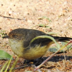 Acanthiza reguloides at Tuggeranong DC, ACT - 26 Mar 2020