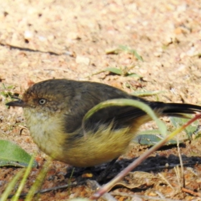Acanthiza reguloides (Buff-rumped Thornbill) at McQuoids Hill - 25 Mar 2020 by HelenCross