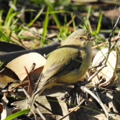 Smicrornis brevirostris (Weebill) at McQuoids Hill - 25 Mar 2020 by HelenCross