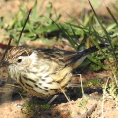 Pyrrholaemus sagittatus (Speckled Warbler) at Tuggeranong DC, ACT - 26 Mar 2020 by HelenCross