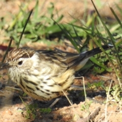 Pyrrholaemus sagittatus (Speckled Warbler) at McQuoids Hill - 25 Mar 2020 by HelenCross