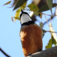 Pachycephala rufiventris (Rufous Whistler) at Tuggeranong DC, ACT - 25 Mar 2020 by HelenCross