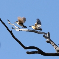 Todiramphus sanctus (Sacred Kingfisher) at Alpine, NSW - 29 Oct 2017 by JanHartog