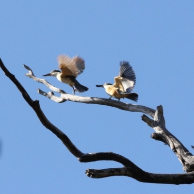 Todiramphus sanctus (Sacred Kingfisher) at Alpine, NSW - 29 Oct 2017 by JanHartog