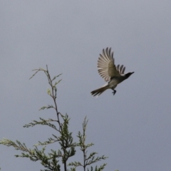 Coracina novaehollandiae (Black-faced Cuckooshrike) at Wingecarribee Local Government Area - 27 Oct 2017 by JanHartog