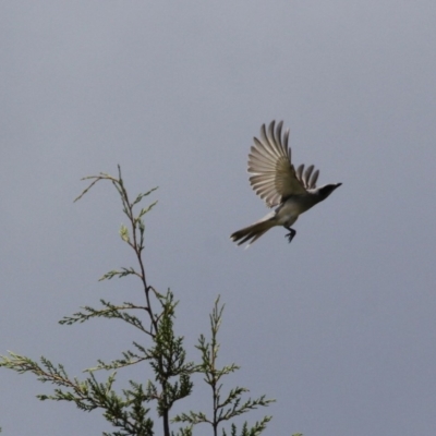 Coracina novaehollandiae (Black-faced Cuckooshrike) at Alpine, NSW - 27 Oct 2017 by JanHartog