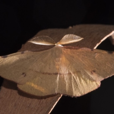 Onycodes traumataria (Small Twisted Moth) at Paddys River, ACT - 14 Mar 2018 by GlennCocking