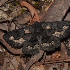 Melanodes anthracitaria (Black Geometrid) at Paddys River, ACT - 10 Nov 2018 by GlennCocking