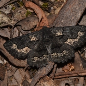 Melanodes anthracitaria at Paddys River, ACT - 11 Nov 2018 12:00 AM