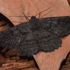 Melanodes anthracitaria at Paddys River, ACT - 11 Nov 2018