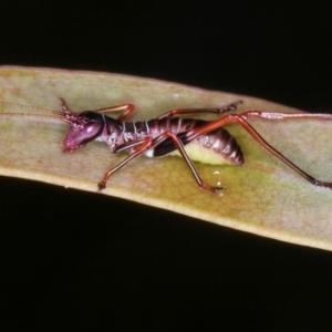 Torbia viridissima at Bruce, ACT - 3 Dec 2010