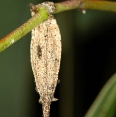 Hyalarcta nigrescens (Ribbed Case Moth) at Bruce, ACT - 3 Dec 2010 by Bron