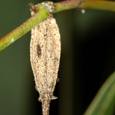 Hyalarcta nigrescens (Ribbed Case Moth) at Bruce, ACT - 3 Dec 2010 by Bron