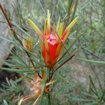 Lambertia formosa (Mountain Devil) at Alpine, NSW - 20 Nov 2017 by JanHartog