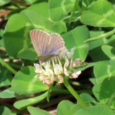 Zizina otis (Common Grass-Blue) at Fadden, ACT - 26 Mar 2020 by RodDeb