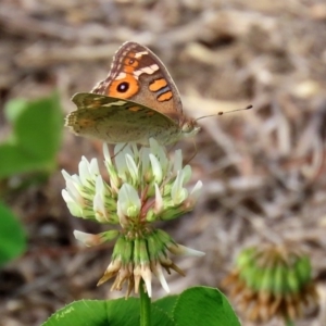 Junonia villida at Fadden, ACT - 26 Mar 2020