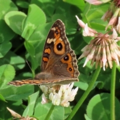 Junonia villida at Fadden, ACT - 26 Mar 2020