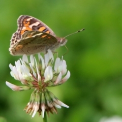 Junonia villida at Fadden, ACT - 26 Mar 2020