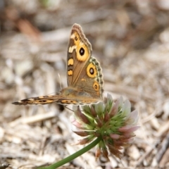 Junonia villida at Fadden, ACT - 26 Mar 2020