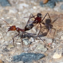 Iridomyrmex purpureus (Meat Ant) at Fadden, ACT - 26 Mar 2020 by RodDeb