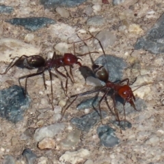 Iridomyrmex purpureus at Fadden, ACT - 26 Mar 2020 03:30 PM