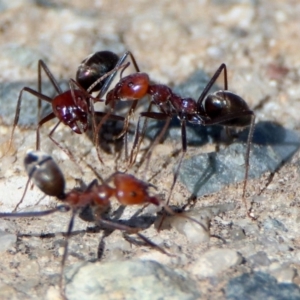 Iridomyrmex purpureus at Fadden, ACT - 26 Mar 2020