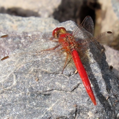 Diplacodes haematodes (Scarlet Percher) at Fadden, ACT - 26 Mar 2020 by RodDeb