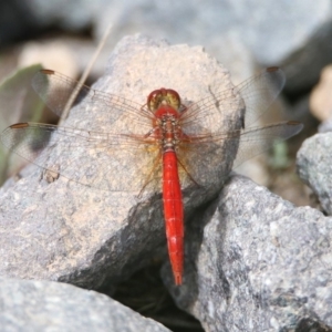 Diplacodes haematodes at Fadden, ACT - 26 Mar 2020