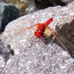 Diplacodes haematodes at Fadden, ACT - 26 Mar 2020