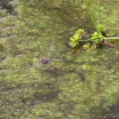 Hemicordulia tau at Fadden, ACT - 26 Mar 2020