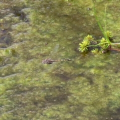 Hemicordulia tau at Fadden, ACT - 26 Mar 2020